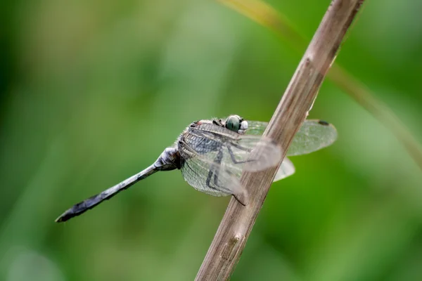 Libellule assis sur la branche avec des ailes dégonflées — Photo