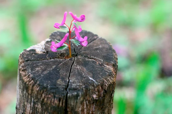 Rosafarbenes Blütenwachstum durch Vorrat im Frühling — Stockfoto