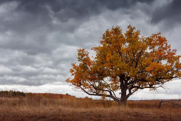 Schöne Herbst Herbst Naturlandschaft. Goldene Blätter — Stockfoto