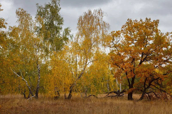 Krásný podzim podzim přírodní krajina. Zlaté listy — Stock fotografie