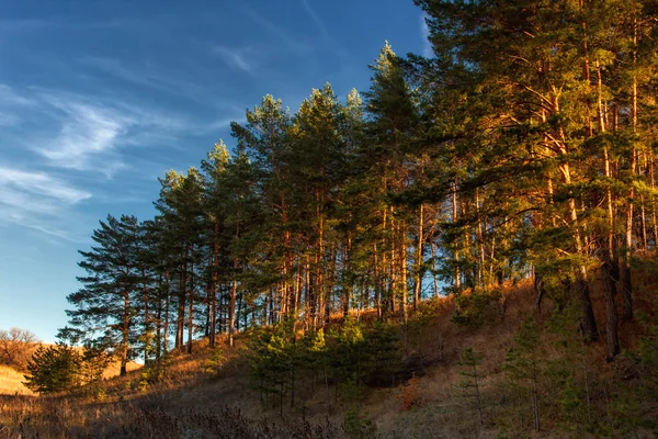 Schöne Naturlandschaft. hohe Kiefern auf einem Hügel bei Sonnenuntergang — Stockfoto