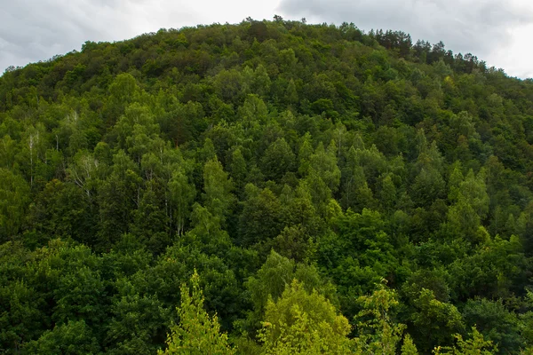 Grön skog berg på grumlig sommartid. Natur landskap — Stockfoto