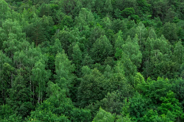 Zelené lesní stromy texturu pozadí. Přírodní krajina — Stock fotografie