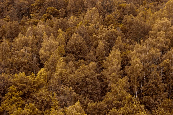 Oranžový podzim lesní stromy textura pozadí. Přírodní krajina — Stock fotografie