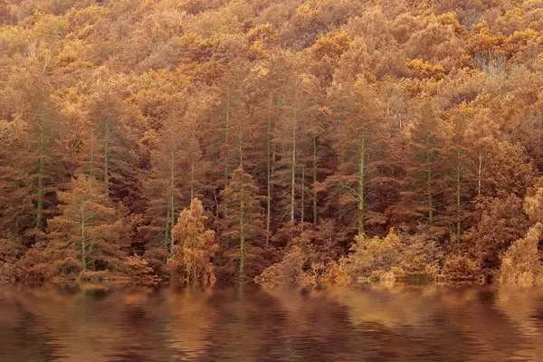 Güzel doğa manzara. Sonbahar sonbahar orman gölde yansıyan — Stok fotoğraf