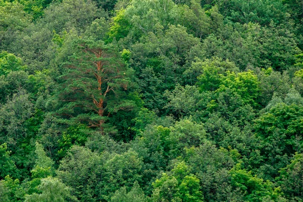 Grüne Waldbäume Textur Hintergrund. Naturlandschaft — Stockfoto
