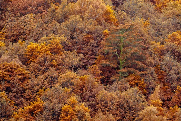 Oranžový podzim lesní stromy textura pozadí. Přírodní krajina — Stock fotografie