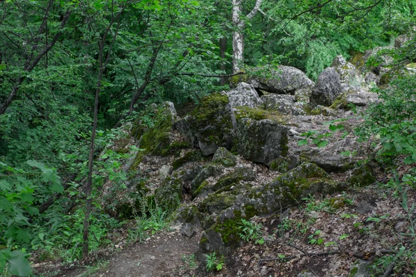 Mousse verte sur la pierre dans la forêt — Photo