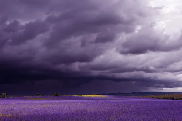 아름 다운 자주색 분야에 장 극적인 구름 — 스톡 사진