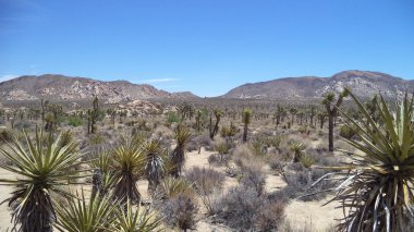 Joshua Tree Ulusal Parkı