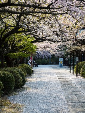 Tokushima, Japonya - 4 Nisan 2018: Tairyuji 'de kiraz çiçekleri, Shikoku hac yolculuğunun 21 numaralı tapınağı