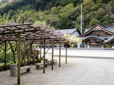 Shikoku bölgesinin 27 numaralı tapınağı Konomineji 'de çiçek açan morsalkımlı Pergola, Kochi Bölgesi, Japonya