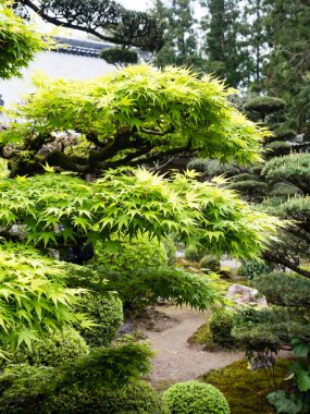 Bahar zamanı geleneksel Japon bahçesinde taze yeşil yapraklı akçaağaç