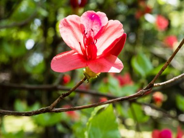 Japon parkında açan kırmızı açelya çiçeği.