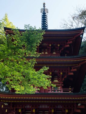 Baharda yeşil yapraklı kırmızı Japon pagodası