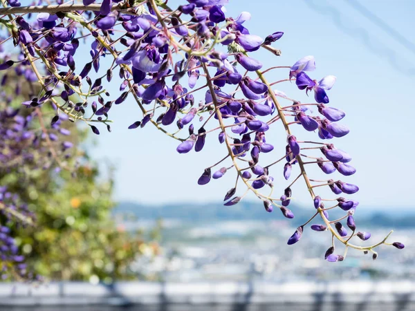 Purple wisteria flowers blooming in a Japanese garden near Kiyotakiji, temple 35 of Shikoku pilgrimage - Kochi, Japan