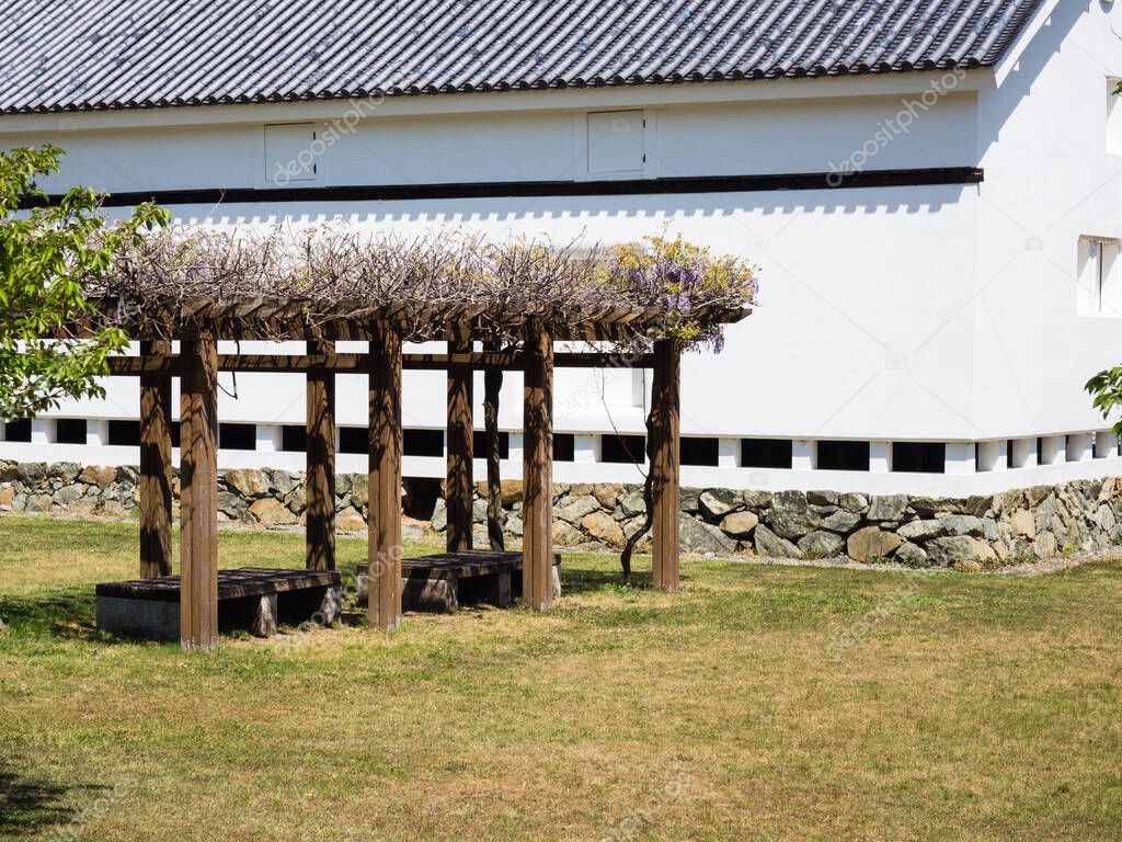 Wisteria flowers blooming on the grounds of Ozu castle - Ehime prefecture, Japan