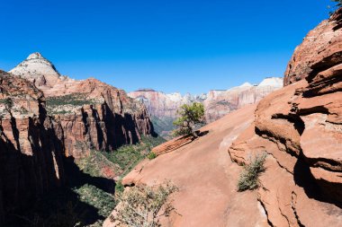 Zion Ulusal Parkı, Utah, ABD 'deki Canyon Overlook' da kum taşı oluşumundan büyüyen ağaç.