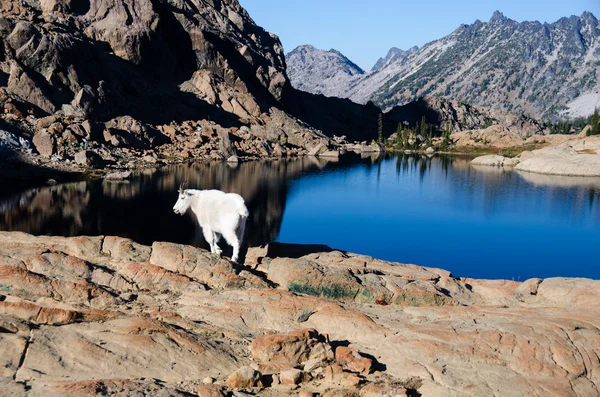 Mountain goat on a rock overlooking a clear blue lake