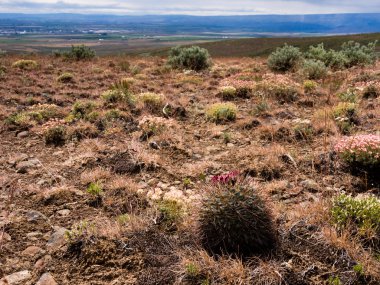 Kaktüs Doğu Washington çöl içinde
