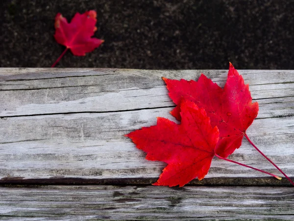 Red maple leafs på en bänk — Stockfoto