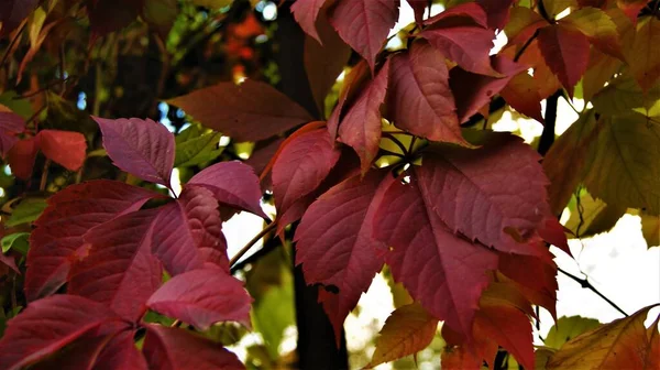 Κόκκινα Φύλλα Πτώση Φύλλων Φθινόπωρο — Φωτογραφία Αρχείου