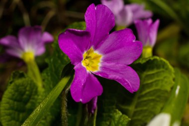 Campanula'lar, oxlip portre