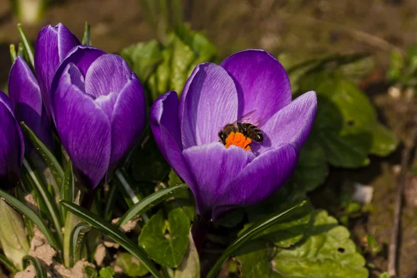 Голубой крокус и пчела — стоковое фото