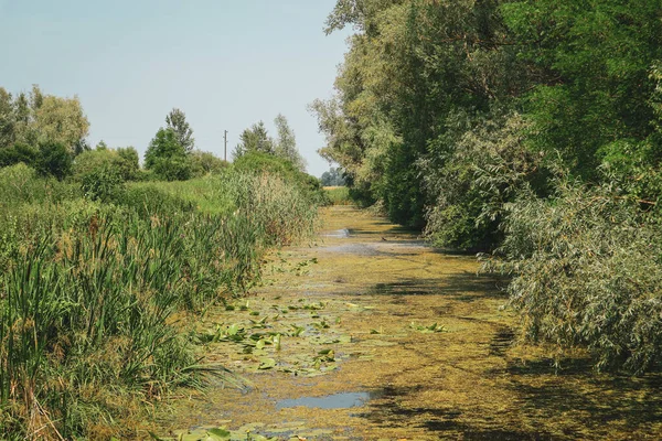 Fascinante Pântanos Verdes Slavonija Baranja Borda Kopacki Rit Famoso Parque — Fotografia de Stock