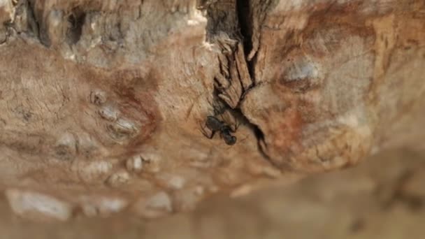 Tahta Kütükte Yürüyen Dev Siyah Karınca — Stok video