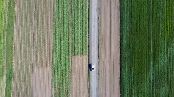 White Car Passing Cultivated Crop Fields Filmed Drone — Stock Video