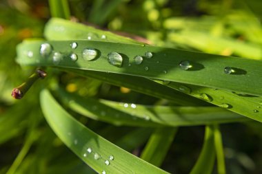 Bahçedeki yeşil yaprakların üzerindeki güzel yağmur damlacıkları, yağmurdan sonra bırakılmış ve sabah güneşiyle aydınlanmış.