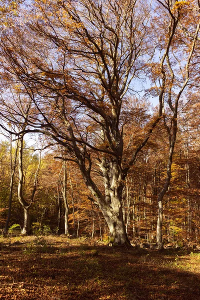 Prachtige Oude Boom Het Bos Tijdens Het Najaar Met Gele — Stockfoto