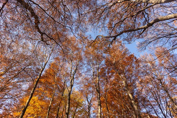 Maravillosas Copas Árboles Bajo Cielo Claro Azul Otoño Con Hojas —  Fotos de Stock