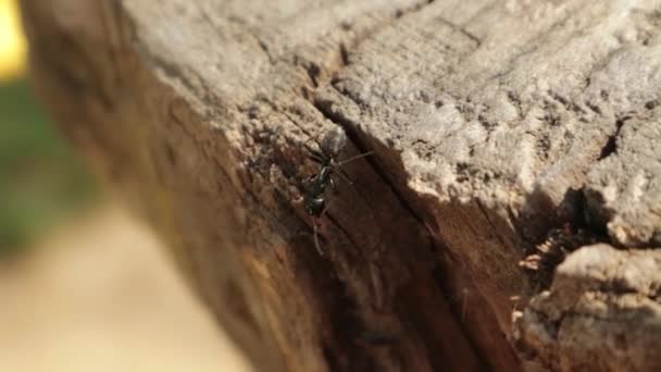 Hormiga Negra Gigante Caminando Sobre Tronco Madera — Vídeos de Stock