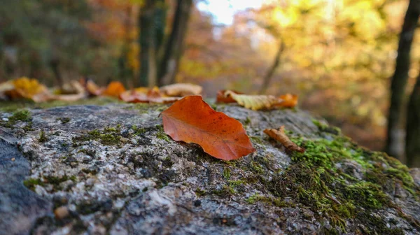 Fallna Löv Som Tillkännager Hösten Liggande Mossklädd Klippa Vid Den — Stockfoto
