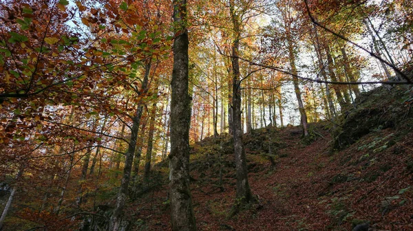 Floresta Outono Nas Colinas Íngremes Cânion Kamacnik Destino Popular Para — Fotografia de Stock