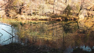 Güzel Kamacnik Kanyonu 'nun Mirna Nehri sudaki yapraksız sonbahar ormanlarındaki ağaçları yansıtıyor.                   