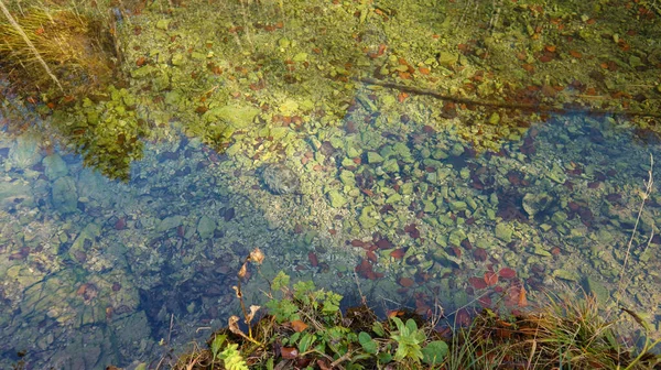 Wunderschöne Kamacnik Schlucht Fluss Mirna Ruhig Durch Die Dichte Waldlandschaft — Stockfoto