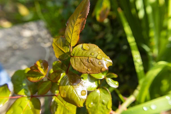 Beautiful rain drops left on the rose leaves in the home garden after the rain