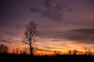 Sava nehrinin yakınındaki tarlada yapraksız bir ağacın üzerinde harika bir günbatımı, sonbahar mevsiminde çekildi.