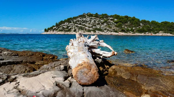 Dead Tree Stranded Rocky Shore Adriatic Sea Stormy Night — Stock Photo, Image