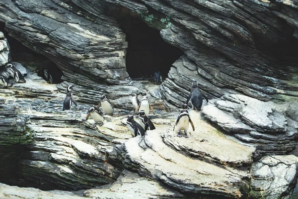 Penguen ailesi doğudaki yapay mağaranın önünde duruyor.