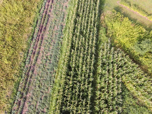 Veduta Aerea Della Superficie Agricola Con Campo Mais Vicino Alla — Foto Stock