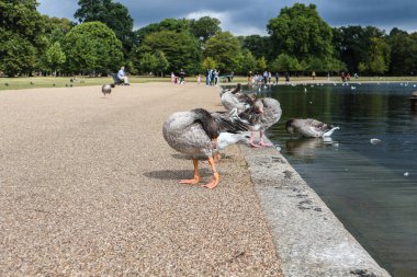Parktaki sanatsal gölün kıyısında duran Greylag kazları insanlardan korkmaz.