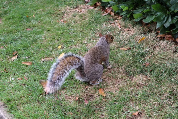 Esquilo Marrom Grama Parque Londres Observando Curiosos Espectadores Esperando Para — Fotografia de Stock