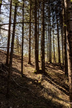 Hırvatistan 'ın Kupa nehri baharı üzerindeki Risnjak ulusal park dağ ormanındaki güzel çam ormanı