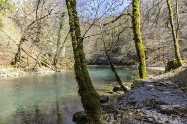 Hırvatistan 'ın Risnjak Ulusal Parkı' nda, Kupa Nehri pınarının yanında, ağaç kabuğunda yetişen yeşil yosunlarla kaplı güzel ağaçlar.