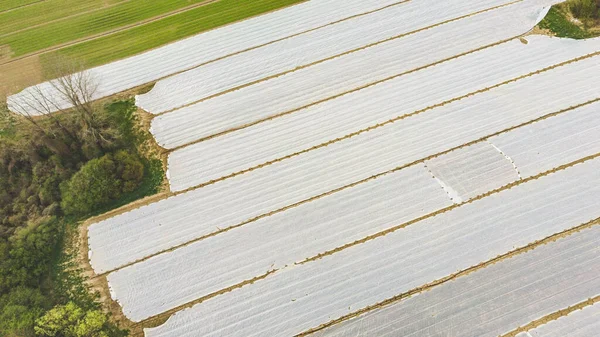 Vista Pájaro Coberturas Blancas Sobre Plantación Que Protege Los Jóvenes — Foto de Stock