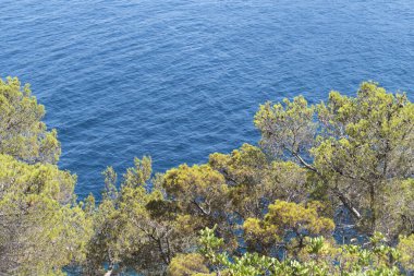 Muhteşem dalmaçya sembolü, mavi adriyatik denizi ve yeşil çam ormanının yanı sıra Hırvatistan 'ın Rogoznica plajındaki sıcak yaz gününde cırcır böceklerinin sesleri.
